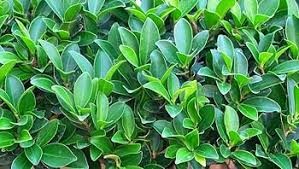Image result for Grewia microcarpa