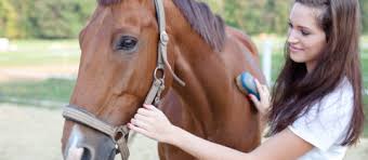 A very unique, safe, educational, and fun horse game. 7 Horse Boredom Busters You Can Try Today Farmco Blog