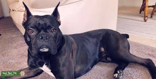 Sometimes the colors of the brindle striping can be so dark that they seemingly blend together and create what may be interpreted as a. Stud Dog Akc Reverse Brindle Boxer For Stud Breed Your Dog