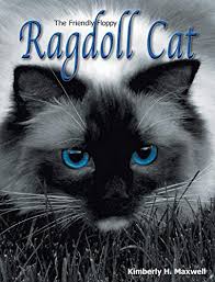 I do have pure pedigree registered ragdoll kittens available for any pet loving home. Katt Katt Ragdoll Cat Price In Dubai