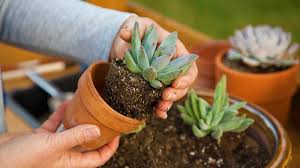 Simply mix 5ml per litre of water and feed to your plants. The Best Pots And Soil For Succulents Everything You Need To Know