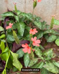 Image result for Crossandra nilotica