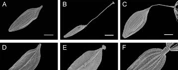 Image result for Lactuca lasiorhiza