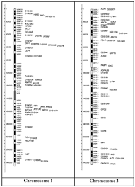 The Human Obesity Gene Map The 2005 Update Rankinen 2006 Obesity Wiley Online Library