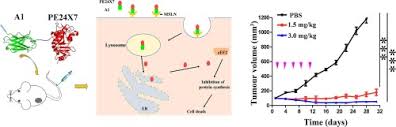 Den første kohortstudien omhandlet asbestrelatert kreft. Preclinical Evaluation Of A Novel Anti Mesothelin Immunotoxin Based On A Single Domain Antibody As The Targeting Ligand Sciencedirect