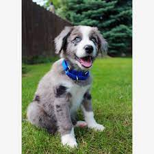 Top 10 Cutest Puppies Ehow Com Shepherd Puppies Blue Merle Border Collie Merle Border Collie