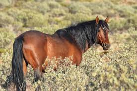 You Can Break In A Wild Horse In The Australian Outback Lonely Planet