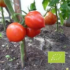 Epingle Sur My Shop All My Tomatoes