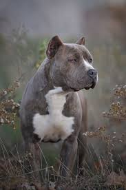Athena Taken By Jim Aba Dog Friends I Love Dogs Dog Comics