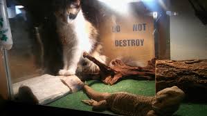Paranoid About Heat Lamps On While I M Not Home Reptiles