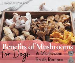 Benefits Of Mushrooms For Dogs Mushroom Broth Recipes Keep The Tail Wagging