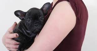 For instance, teaching a puppy to use a unique surface such as gravel or asphalt is a good technique. Lola A Nine Week Old French Bulldog Puppy Pete The Vet