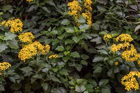 Image result for Senecio maranguensis