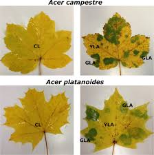 From the little 8foot japanese maple to the towering sugar maple that can reach heights. Deciphering Bacterial And Fungal Endophyte Communities In Leaves Of Two Maple Trees With Green Islands Scientific Reports