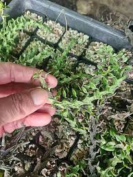 Image result for Ceropegia gracilior