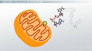 Maybe you would like to learn more about one of these? Cellular Respiration In Yeast Video Lesson Transcript Study Com