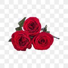Rose Real Shot Png Free Red Roses Flowers Plants Png Transparent Clipart Image And Psd File For Free Download Rose Flower Png Purple Flower Background Red Rose Png