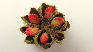 Image result for Tetracera boiviniana