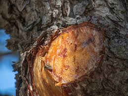 (you may be most familiar with tree sap in the form of maple syrup, which made from the sap of maple trees—drilled from the trees and then boiled down into a concentrated and very sweet liquid.) How To Remove Hardened Tree Sap From Car