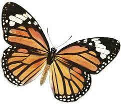 Album De Imagenes Para La Inspiracion Butterfly Pictures Butterfly Clip Art Butterfly Images