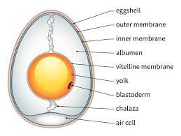 Cell organelle is a specialized entity present inside a particular type of cell that performs a specific function. Chicken Egg Labeled Diagram Anatomy And Structure