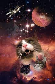 Cats On Twitter Cat Phone Wallpaper Space Cat Cat Wallpaper