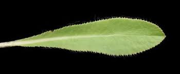 Image result for Alepidea amatymbica