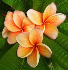 Pin By Marion On Tattoo Inspo Sacred Garden Frangipani Orange Plant