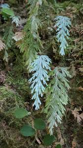Image result for Hymenophyllaceae