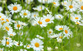 20 خلفية زهور رائعة عالية الدقة مجانا مداد الجليد daisy wallpaper flower wallpaper best flower wallpaper