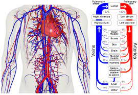 The Cardiorespiratory System A Health Components Of Physical Fitness Raphael Velazquez