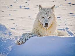 15 Photos Of The Most Amazing Animal In Alaska Arctic Wolves Arctic Wolf Wolves Photography Wolf Dog