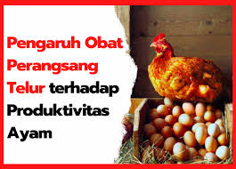 Maybe you would like to learn more about one of these? Pengaruh Obat Perangsang Ayam Petelur Terhadap Produktivitas Telur Hobi Ternak