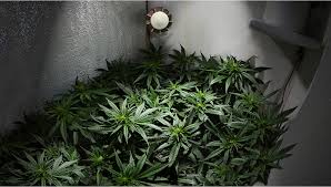 T his does not mean that growing weed indoors without lights will not produce good results. Diy Grow Room Build Your Cannabis Indoor Grow Fast Buds