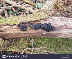 Erfahr alles zu diesem ausflugsziel mit 52 bildern und 2 toller pilz baum. Nahaufnahme Schwarzes Gelee Pilz Baum Exidia Plana Donk Essex England Grossbritannien Stockfotografie Alamy