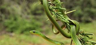 Image result for Cyathula natalensis