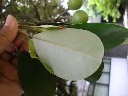 Image result for Manilkara kauki