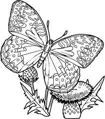 Malarbilder Djur 129 Mandalas Para Colorear Animales Dibujos De Mariposas Dibujos