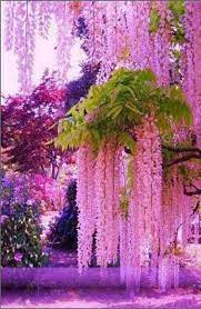Check spelling or type a new query. 33 New Ideas Flowers Beautiful Photography Trees Beautiful Gardens Beautiful Nature Flowering Trees