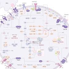 Image result for PIK3CA Inhibitor