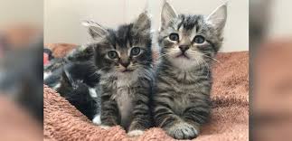 Kitten Saved From Hollow Tree Brought Back To Life And Finds Love In A New Sister Kitten Pretty Cats Hollow Tree