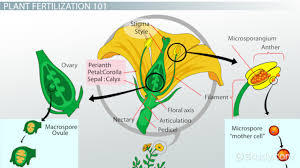 Plant Fertilization Process Definition