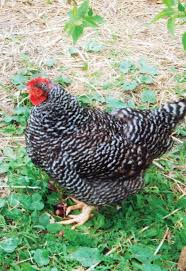 Plymouth Rock Barred Louis G Michigan Hayvanlar Tavuk