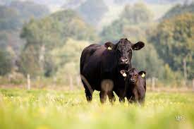 The aberdeen angus, sometimes simply angus, is a scottish breed of small beef cattle. Aberdeen Angus Cattle Society Startseite Facebook