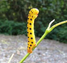 Image result for Dysphania procera