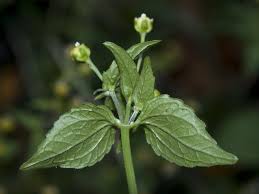 Image result for Galinsoga parviflora