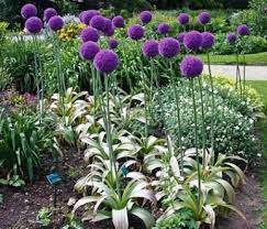 It is the tallest species of allium in common cultivation, growing to 1.5 metres (4.9 ft). Pin On Jouw Pins Voor Tuinen Nl Your Pins For Tuinen Nl