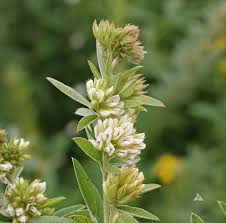 We did not find results for: Roundheaded Bush Clover Lespedeza Capitata Applewood Seed Co