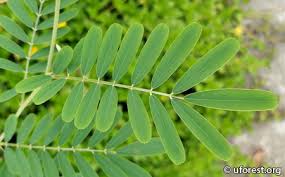 Image result for Tephrosia noctiflora