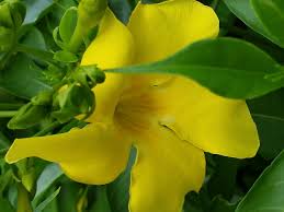 Image result for Allamanda cathartica